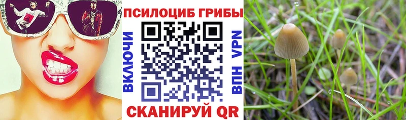 где купить наркотик  Благодарный  Псилоцибиновые грибы ЛСД 